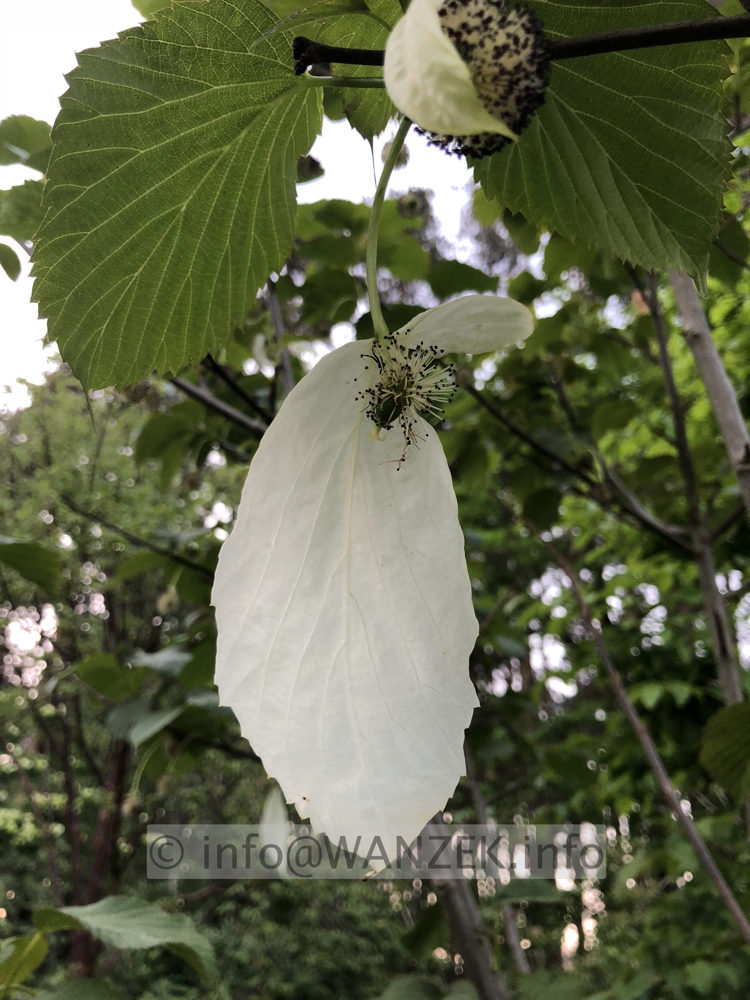 Davidia involucrata 01.jpeg
